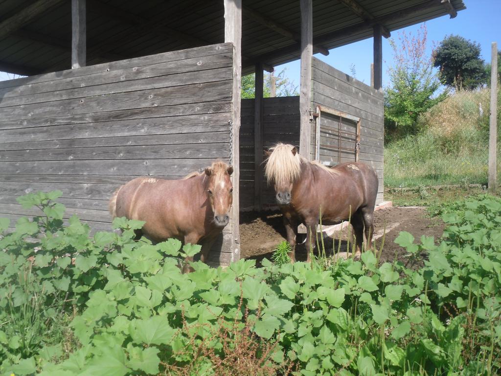 אורביאטו Agriturismo Fattoria Poggio Boalaio מראה חיצוני תמונה