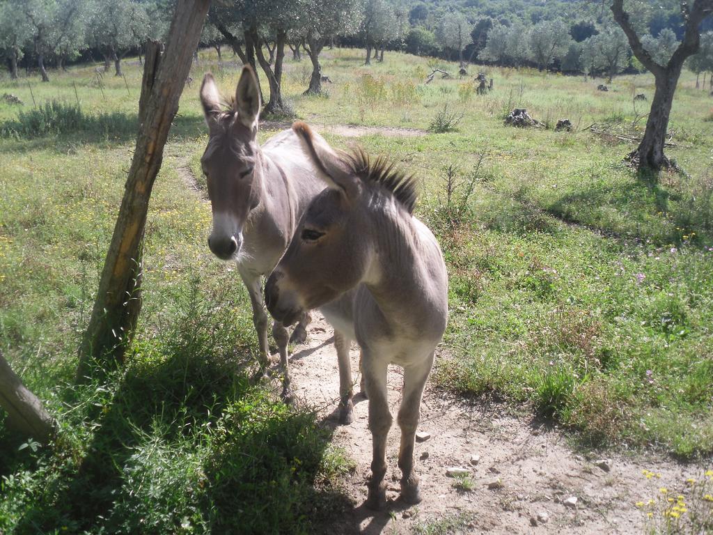 אורביאטו Agriturismo Fattoria Poggio Boalaio מראה חיצוני תמונה