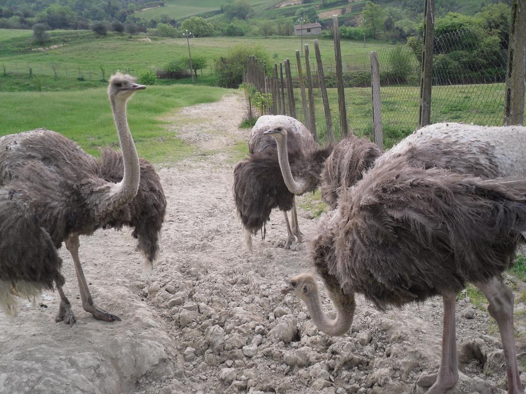 אורביאטו Agriturismo Fattoria Poggio Boalaio מראה חיצוני תמונה