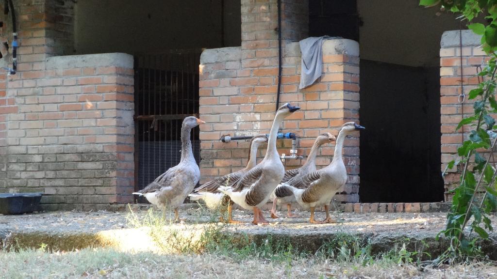 אורביאטו Agriturismo Fattoria Poggio Boalaio מראה חיצוני תמונה